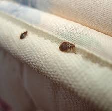 Bed bugs on the  mattress 