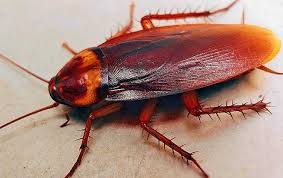 cockroach 