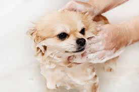 dog shampoo